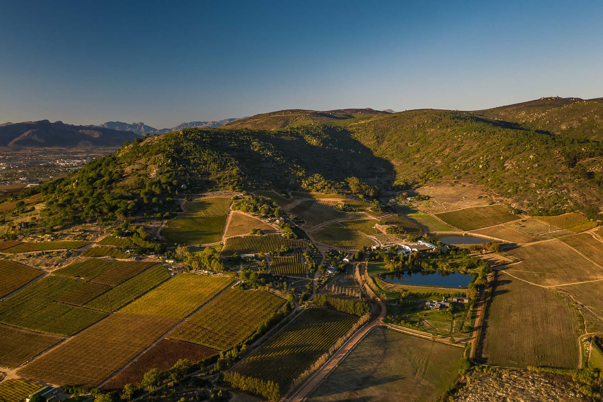a scene from above the Rhebokskloof wine farm in Paarl showing the expansive green vineyards and estate where people enjoy themselves